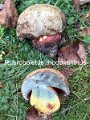 Rubroboletus rhodoxanthus-amf343-2